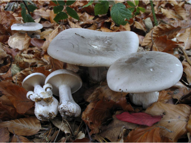 Мицелий Говорушки серой / Говорушка дымчатая (Clitocybe nebularis)